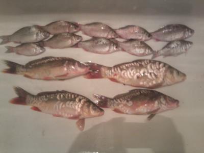 Прикрепленное изображение: Фото0039.jpg